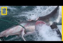 Chez le requin, le cannibalisme est plus courant qu’on ne le pense Chez-le-requin-le-cannibalisme-est-plus-courant-quon-ne-le-pense-1