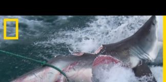 Chez le requin, le cannibalisme est plus courant qu’on ne le pense Chez-le-requin-le-cannibalisme-est-plus-courant-quon-ne-le-pense-1