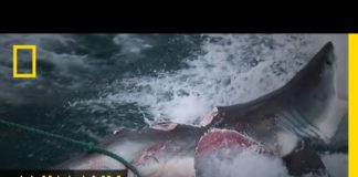 Chez le requin, le cannibalisme est plus courant qu’on ne le pense Chez-le-requin-le-cannibalisme-est-plus-courant-quon-ne-le-pense