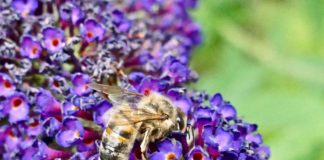 Chez les abeilles aussi, un plus gros cerveau permet de mieux apprendre Chez-les-abeilles-aussi-un-plus-gros-cerveau-permet-de-mieux-apprendre