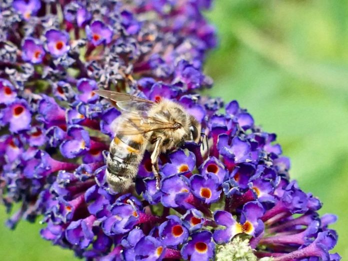 Chez-les-abeilles-aussi-un-plus-gros-cerveau-permet-de-mieux-apprendre
