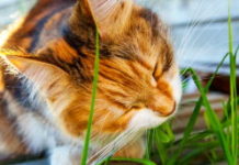 Chien, chat… Comment aménager de l'espace pour vos animaux dans le jardin Chien-chat -Comment-amenager-de-l039espace-pour-vos-animaux-dans-le-jardin