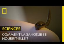Comment se nourrit une sangsue ? Comment-se-nourrit-une-sangsue-