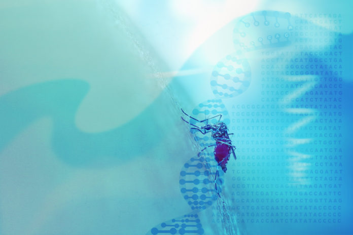 Des-chercheurs-creent-des-moustiques-incapables-de-detecter-les-humains