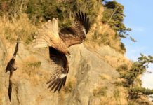 Des oiseaux sont-ils capables de déclencher des incendies ? Des-oiseaux-sont-ils-capables-de-declencher-des-incendies-