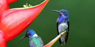 L’harcèlement sexuel existe aussi chez les animaux Deux-techniques-animalieres-pour-se-debarrasser-des-males-harceleurs