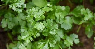 Digestion, haleine… Les bienfaits insoupçonnés de la coriandre Digestion-haleine -Les-bienfaits-insoupconnes-de-la-coriandre