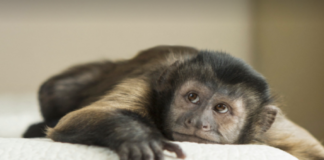 Entrez dans la tête de onze espèces animales qui, par certains aspects, sont plus intelligentes que vous Entrez-dans-la-tete-de-onze-especes-animales-qui-par-certains-aspects-sont-plus-intelligentes-que-vous