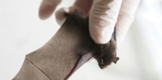 Bien vieillir : les chauves-souris en détiennent-elles la clé ? Et-si-les-chauves-souris-detenaient-la-cle-d039une-vieillesse-bien-portante