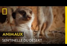 Faire le guet chez les suricates est un véritable métier Faire-le-guet-chez-les-suricates-est-un-veritable-metier