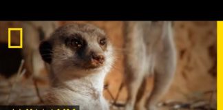 Faire le guet chez les suricates est un véritable métier Faire-le-guet-chez-les-suricates-est-un-veritable-metier