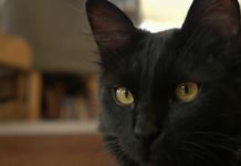 Du nouveau contre l’allergie aux chats Faune-Allergies-aux-chats-du-nouveau-