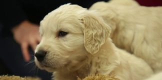 Animaux de compagnie, les règles à respecter Faune-Animaux-de-compagnie-les-regles-a-respecter