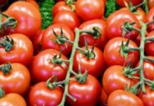 Fibres, vitamines… Pourquoi la tomate a tout pour plaire Fibres-vitamines -Pourquoi-la-tomate-a-tout-pour-plaire