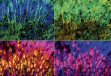 L'histoire du développement des neurosciences L039histoire-du-developpement-des-neurosciences