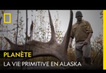 La chasse à l’élan en Alaska La-chasse-a-lelan-en-Alaska