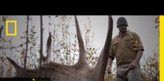 La chasse à l’élan en Alaska La-chasse-a-lelan-en-Alaska