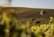 La longue marche de la Champagne vers le bio La-longue-marche-de-la-Champagne-vers-le-bio