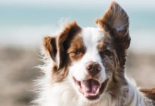 La nourriture pour chiens pourrait provoquer des maladies cardiaques La-nourriture-pour-chiens-pourrait-provoquer-des-maladies-cardiaques