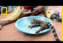 La transmission de la Covid-19 par la chasse La-transmission-de-la-Covid-19-par-la-chasse