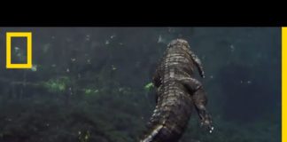 L’alligator d’Amérique, redoutable machine à tuer Lalligator-dAmerique-redoutable-machine-a-tuer