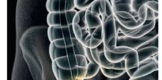 L’appendice serait important pour la longévité Lappendice-serait-important-pour-la-longevite