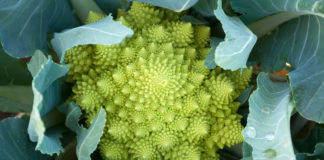 Le chou romanesco dévoile les secrets de sa structure fractale Le-chou-romanesco-devoile-les-secrets-de-sa-structure-fractale