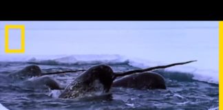 Le narval, étrange licorne des mers Le-narval-etrange-licorne-des-mers