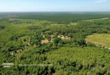 Le pin, roi des Landes Le-pin-roi-des-Landes-Echappees-Belles-Landes