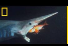 Le requin lutin, effrayant pensionnaire du royaume des abysses Le-requin-lutin-effrayant-pensionnaire-du-royaume-des-abysses