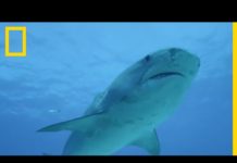 Le requin tigre, un vorace aux dimensions peu communes Le-requin-tigre-un-vorace-aux-dimensions-peu-communes