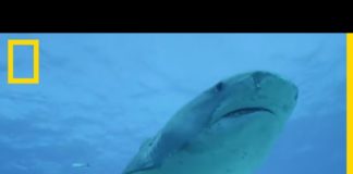 Le requin tigre, un vorace aux dimensions peu communes Le-requin-tigre-un-vorace-aux-dimensions-peu-communes