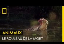 Le rouleau de la mort du crocodile Le-rouleau-de-la-mort-du-crocodile