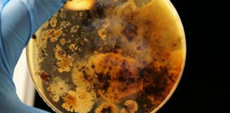 Et si c’était dans notre système digestif que résidait la jeunesse éternelle ? Le-secret-de-la-jeunesse-eternelle-reside-t-il-dans-notre-systeme-digestif