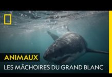 Les dents du grand requin blanc, conçues pour déchiqueter Les-dents-du-grand-requin-blanc-concues-pour-dechiqueter