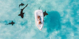 Les drones nous aident à comprendre les requins Les-drones-nous-aident-a-comprendre-les-requins