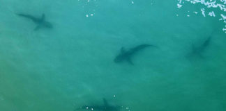 Les drones, un moyen de mieux comprendre les requins Les-drones-un-moyen-de-mieux-comprendre-les-requins