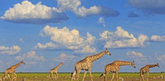 Les girafes forment des sociétés complexes centrées sur les femelles Les-girafes-forment-des-societes-complexes-centrees-sur-les-femelles