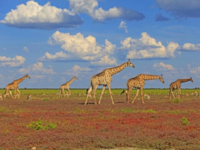 Les-girafes-forment-des-societes-complexes-centrees-sur-les-femelles