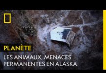 Les ours, danger permanent en Alaska Les-ours-danger-permanent-en-Alaska