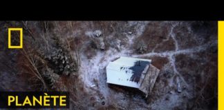 Les ours, danger permanent en Alaska Les-ours-danger-permanent-en-Alaska