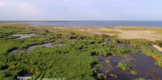 Un trésor à préserver : la Carmargue Les-paysages-camarguais-un-tresor-a-preserver