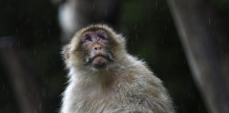 Pression : les singes ne la gère pas très bien non plus Les-singes-aussi-gerent-mal-la-pression