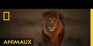 Les trois fondements de la puissance d’un lion Les-trois-fondements-de-la-puissance-dun-lion