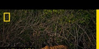 L’incroyable puissance du tigre en images Lincroyable-puissance-du-tigre-en-images