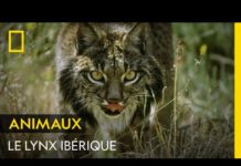 L’insaisissable lynx ibérique Linsaisissable-lynx-iberique