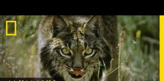 L’insaisissable lynx ibérique Linsaisissable-lynx-iberique