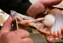 La Saint-Jacques sort de sa coquille ! Marches-La-Saint-Jacques-sort-de-sa-coquille-