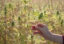 Mode et chanvre, à 100% ! Mode-100-chanvre