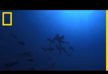 Observation d’attitudes communautaires chez des requins sauvages Observation-dattitudes-communautaires-chez-des-requins-sauvages